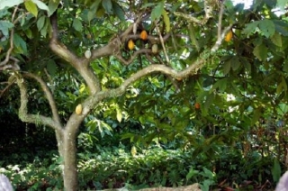 Arbol del cacao en Chiapas